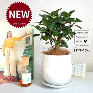 tXSij F hbv^ 픫 1 yRRt@Co[EMz S S̖ tBJX rLm[T rMm[T Ficus rubiginosa