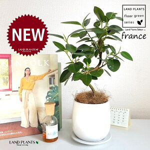 tXSiSJ[uȂj F yCg 픫 1 yRRt@Co[EMz S S̖ tBJX rLm[T rMm[T Ficus rubiginosa