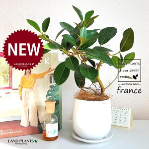 tXSitȂj F hbv^ 픫 1 yRRt@Co[EMz S S̖ tBJX rLm[T rMm[T Ficus rubiginosa