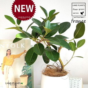 tXSitȂj F hbv^ 픫 1 yRRt@Co[EMz S S̖ tBJX rLm[T rMm[T Ficus rubiginosa