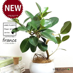 tXSitȂj F ی^ 픫 1 yRRt@Co[EMz S S̖ tBJX rLm[T rMm[T Ficus rubiginosa