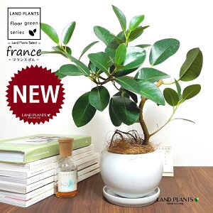 tXSitȂj F ی^ 픫 1 yRRt@Co[EMz S S̖ tBJX rLm[T rMm[T Ficus rubiginosa