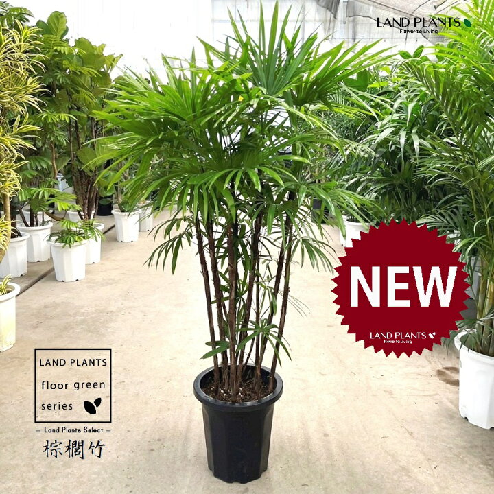 楽天市場】【古典園芸植物】 シュロチク：棕櫚竹（複数本株立ち） 10号 
