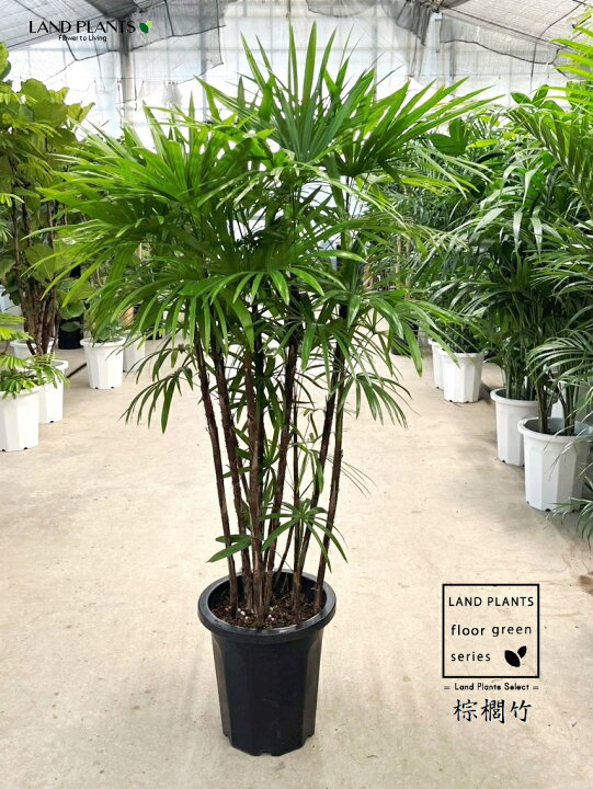 楽天市場】【古典園芸植物】 シュロチク：棕櫚竹（複数本株立ち） 10号 