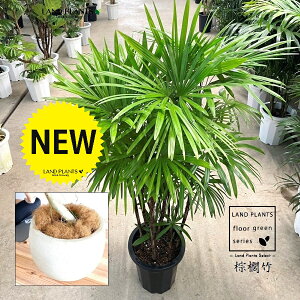 【古典園芸植物】 シュロチク:棕櫚竹(複数本株立ち) 10号 白色 ぽってり スタイリッシュ 植木鉢 【ココファイバー・受皿】 棕梠竹 観棕竹 カンシュウチク ラピス カンノン竹 棕梠竹 シュ