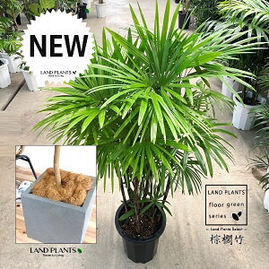 【古典園芸植物】 シュロチク:棕櫚竹(複数本株立ち) 10号 灰色 ファイバー製 キューブ型 植木鉢 【ココファイバー・受皿】 棕梠竹 観棕竹 カンシュウチク ラピス カンノン竹 棕梠竹 シュ