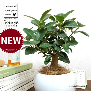 tXSij F ی^ 픫 1 yRRt@Co[EMz S S̖ tBJX rLm[T rMm[T Ficus rubiginosa