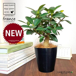 フランスゴム(幹太) 4号 黒色 プラスチック鉢 1鉢 【ココファイバー】 ゴム ゴムの木 フィカス ルビキノーサ ルビギノーサ Ficus rubiginosa