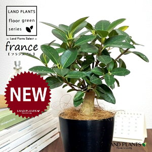 フランスゴム(幹太) 4号 黒色 プラスチック鉢 1鉢 【ココファイバー】 ゴム ゴムの木 フィカス ルビキノーサ ルビギノーサ Ficus rubiginosa