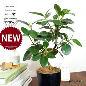 tXSiSJ[uȂj 4 F vX`bN 1 yRRt@Co[z S S̖ tBJX rLm[T rMm[T Ficus rubiginosa