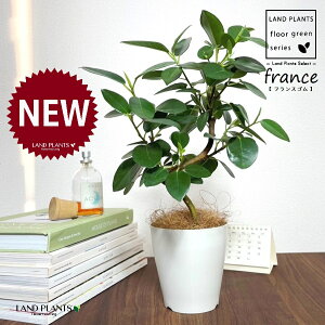 tXSiSJ[uȂj 4 F vX`bN 1 yRRt@Co[z S S̖ tBJX rLm[T rMm[T Ficus rubiginosa
