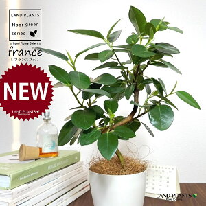tXSiSJ[uȂj 4 F vX`bN 1 yRRt@Co[z S S̖ tBJX rLm[T rMm[T Ficus rubiginosa