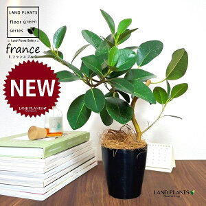 tXSitȂj 4 F vX`bN 1 yRRt@Co[z S S̖ tBJX rLm[T rMm[T Ficus rubiginosa