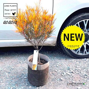 AJVAitFjbNXS[hj 6 |bgc 1 AJVAtFjbNXS[h Acacia