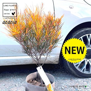 AJVAitFjbNXS[hj 6 |bgc 1 AJVAtFjbNXS[h Acacia