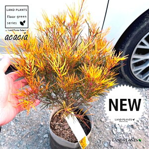 AJVAitFjbNXS[hj 6 |bgc 1 AJVAtFjbNXS[h Acacia