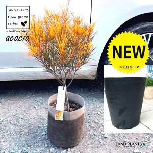 AJVAitFjbNXS[hj 8 F ZA[g 1 yRRt@Co[z AJVAtFjbNXS[h Acacia