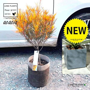 AJVAitFjbNXS[hj DF t@Co[ L[u^ 픫 1 yRRt@Co[z AJVAtFjbNXS[h Acacia