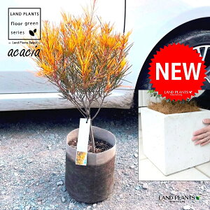 AJVAitFjbNXS[hj F t@Co[ L[u^ 픫 1 yRRt@Co[z AJVAtFjbNXS[h Acacia