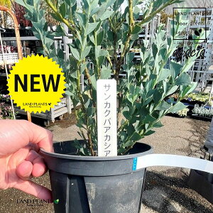 TJNoAJVAiOptAJVAF؎dāj 5 |bgc 1 AJVATJNo AJVA̖ TJNo Opt Acacia