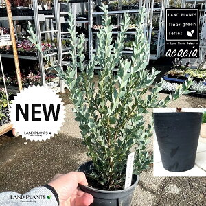 TJNoAJVAiOptAJVAF؎dāj 8 F ZA[g 1 AJVATJNo AJVA̖ TJNo Opt Acacia