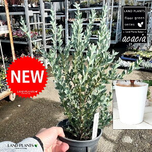 TJNoAJVAiOptAJVAF؎dāj 8 F ZA[g 1 AJVATJNo AJVA̖ TJNo Opt Acacia