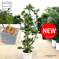 楽天市場】フィカス ベンガレンシス（高さ（植物）131cm ～）の通販