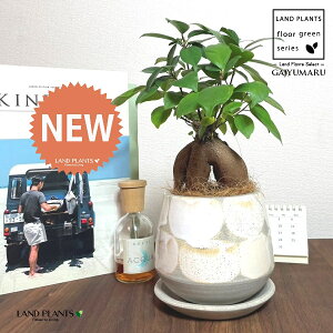 KW}ij MyĂ ֖yCg 픫i×_j 1 yRRt@Co[EMz ̖ K̖ LWi[ ܂ ܂̖ Ficus microcarpa