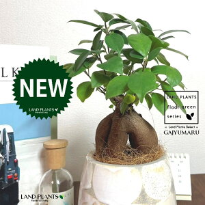 KW}ij MyĂ ֖yCg 픫i×_j 1 yRRt@Co[EMz ̖ K̖ LWi[ ܂ ܂̖ Ficus microcarpa