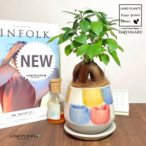 KW}ij MyĂ ֖yCg 픫i×j 1 yRRt@Co[EMz ̖ K̖ LWi[ ܂ ܂̖ Ficus microcarpa