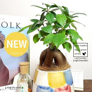 KW}ij MyĂ ֖yCg 픫i×j 1 yRRt@Co[EMz ̖ K̖ LWi[ ܂ ܂̖ Ficus microcarpa