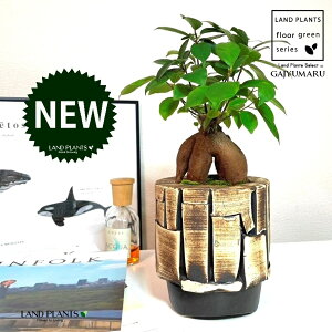 KW}ij AtJ| ʉA[g 픫 1 yہEMz ̖ K̖ LWi[ ܂ ܂̖ Ficus microcarpa