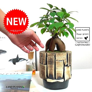 KW}ij AtJ| ʉA[g 픫 1 yہEMz ̖ K̖ LWi[ ܂ ܂̖ Ficus microcarpa