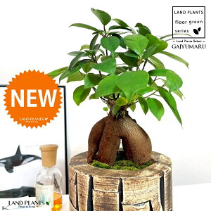 KW}ij AtJ| ʉA[g 픫 1 yہEMz ̖ K̖ LWi[ ܂ ܂̖ Ficus microcarpa