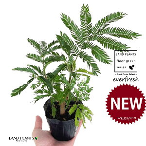 Go[tbViR`j 3.5 |bgc 1 lmL everfresh