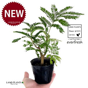 Go[tbViR`j 3.5 |bgc 1 lmL everfresh