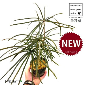 RE}Liꠁj 3.5 |bgc 1 RE    }L z}L Ime  Sciadopitys verticillata