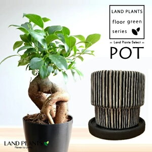 KW}ij {iq a_ 픫 F STCY 1 y΁EMz ̖ K̖ LWi[ ܂ ܂̖ Ficus microcarpa