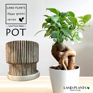 KW}ij {iq a_ 픫 F STCY 1 y΁EMz ̖ K̖ LWi[ ܂ ܂̖ Ficus microcarpa