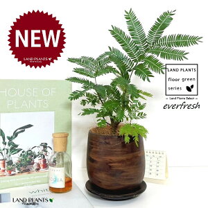 Go[tbViR`j Ebh yCg 픫 1 yMERRt@Co[z lmL everfresh