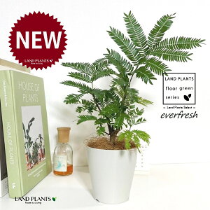 Go[tbViR`j 4 F vX`bN 1 yRRt@Co[z lmL everfresh