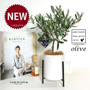 オリーブ(トピアリー) アイアンスタンド付き 艶消し 陶器鉢 白色 Sサイズ 1鉢 【アイアンスタンド・ココファイバー】 オリーブの木 オリーブの樹 結婚式で両親へのプレゼント 結婚式の記