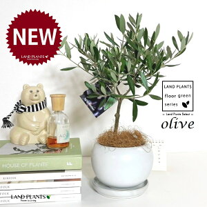 I[uigsA[j F ی^ 픫 1 yMERRt@Co[z I[u̖ I[u̎ ŗeւ̃v[g ̋LOi eMtg ei OLIVE