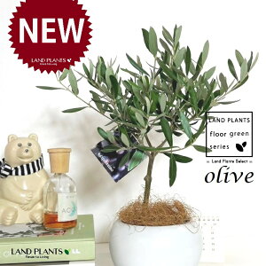 I[uigsA[j F ی^ 픫 1 yMERRt@Co[z I[u̖ I[u̎ ŗeւ̃v[g ̋LOi eMtg ei OLIVE