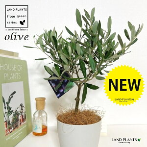 I[uigsA[j 4 F vX`bN 1 yRRt@Co[z I[u̖ I[u̎ ŗeւ̃v[g ̋LOi eMtg ei OLIVE