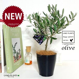 I[uigsA[j 4 F vX`bN 1 yRRt@Co[z I[u̖ I[u̎ ŗeւ̃v[g ̋LOi eMtg ei OLIVE