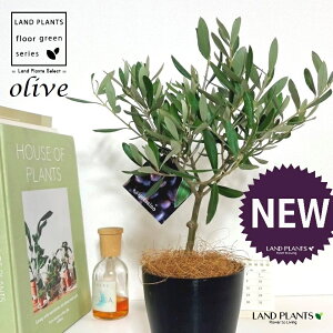 I[uigsA[j 4 F vX`bN 1 yRRt@Co[z I[u̖ I[u̎ ŗeւ̃v[g ̋LOi eMtg ei OLIVE