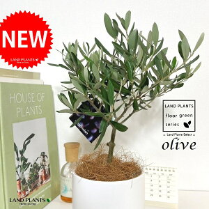 I[uigsA[j M̎ V_[^ F 픫 1 yMERRt@Co[z I[u̖ I[u̎ ŗeւ̃v[g ̋LOi eMtg e