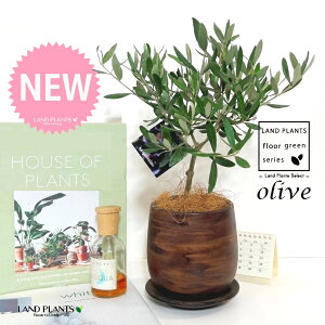 I[uigsA[j Ebh yCg 픫 1 yMERRt@Co[z I[u̖ I[u̎ ŗeւ̃v[g ̋LOi eMtg ei OLIVE