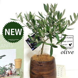I[uigsA[j Ebh yCg 픫 1 yMERRt@Co[z I[u̖ I[u̎ ŗeւ̃v[g ̋LOi eMtg ei OLIVE